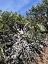  ( - HAY-F-002620)  @11 [ ] c (2023) Rudy Diaz Fungal Diversity Survey