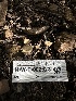 (Rickenellaceae - HAY-F-002623)  @11 [ ] c (2023) Rudy Diaz Fungal Diversity Survey