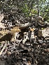  ( - HAY-F-002623)  @11 [ ] c (2023) Rudy Diaz Fungal Diversity Survey