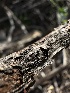  ( - HAY-F-002609)  @11 [ ] c (2023) Rudy Diaz Fungal Diversity Survey