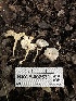  ( - HAY-F-002631)  @11 [ ] c (2023) Rudy Diaz Fungal Diversity Survey
