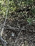  ( - HAY-F-002631)  @11 [ ] c (2023) Rudy Diaz Fungal Diversity Survey