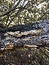  ( - HAY-F-002625)  @11 [ ] c (2023) Rudy Diaz Fungal Diversity Survey