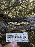  ( - HAY-F-002625)  @11 [ ] c (2023) Rudy Diaz Fungal Diversity Survey