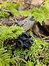 ( - HAY-F-000695)  @11 [ ] by (2023) Mandy Hackney Fungal Diversity Survey