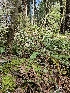 ( - HAY-F-000695)  @11 [ ] by (2023) Mandy Hackney Fungal Diversity Survey