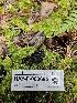  ( - HAY-F-000695)  @11 [ ] by (2023) Mandy Hackney Fungal Diversity Survey