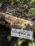  (Phlebia sp. CA01 - HAY-F-002635)  @11 [ ] c (2023) Rudy Diaz Fungal Diversity Survey