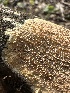  ( - HAY-F-002635)  @11 [ ] c (2023) Rudy Diaz Fungal Diversity Survey