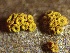 ( - LA-F-000012)  @11 [ ] c (2023) Rudy Diaz Fungal Diversity Survey
