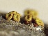  (Thyronectria sp. CA01 - LA-F-000012)  @11 [ ] c (2023) Rudy Diaz Fungal Diversity Survey