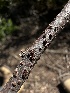  ( - HAY-F-002638)  @11 [ ] c (2023) Rudy Diaz Fungal Diversity Survey