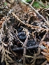  ( - HAY-F-000696)  @11 [ ] by (2023) Mandy Hackney Fungal Diversity Survey