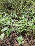  ( - HAY-F-000696)  @11 [ ] by (2023) Mandy Hackney Fungal Diversity Survey