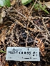  ( - HAY-F-000696)  @11 [ ] by (2023) Mandy Hackney Fungal Diversity Survey