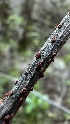  ( - HAY-F-002642)  @11 [ ] c (2023) Rudy Diaz Fungal Diversity Survey