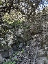  ( - HAY-F-002643)  @11 [ ] c (2023) Rudy Diaz Fungal Diversity Survey