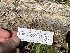  ( - HAY-F-002806)  @11 [ ] by-nc (2023) Damon Tighe Fungal Diversity Survey
