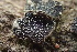  ( - HAY-F-002806)  @11 [ ] by-nc (2023) Damon Tighe Fungal Diversity Survey