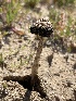  ( - HAY-F-002805)  @11 [ ] by-nc (2023) Damon Tighe Fungal Diversity Survey