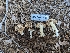  ( - HAY-F-002150)  @11 [ ] by-nc (2023) Stu Pickell Fungal Diversity Survey