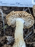  ( - HAY-F-002150)  @11 [ ] by-nc (2023) Stu Pickell Fungal Diversity Survey