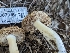  ( - HAY-F-002150)  @11 [ ] by-nc (2023) Stu Pickell Fungal Diversity Survey