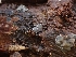  ( - HAY-F-001910)  @11 [ ] by-nc (2023) Sadie Hickey Fungal Diversity Survey