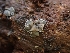  ( - HAY-F-001910)  @11 [ ] by-nc (2023) Sadie Hickey Fungal Diversity Survey