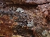  ( - HAY-F-001910)  @11 [ ] by-nc (2023) Sadie Hickey Fungal Diversity Survey