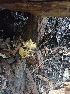  ( - HAY-F-000953)  @11 [ ] by-nc (2023) Sadie Hickey Fungal Diversity Survey