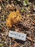  ( - HAY-F-000953)  @11 [ ] by-nc (2023) Sadie Hickey Fungal Diversity Survey