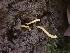  ( - HAY-F-000954)  @11 [ ] by-nc (2023) Sadie Hickey Fungal Diversity Survey