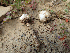  (Tulostoma sp. CA02 - HAY-F-003671)  @11 [ ] by-nc (2023) Dean Lyons Fungal Diversity Survey