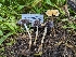 ( - HAY-F-002159)  @11 [ ] by-nc (2023) Stu Pickell Fungal Diversity Survey
