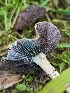  ( - HAY-F-002159)  @11 [ ] by-nc (2023) Stu Pickell Fungal Diversity Survey