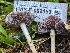  ( - HAY-F-002159)  @11 [ ] by-nc (2023) Stu Pickell Fungal Diversity Survey