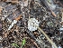  ( - HAY-F-002160)  @11 [ ] by-nc (2023) Stu Pickell Fungal Diversity Survey