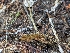  ( - HAY-F-002160)  @11 [ ] by-nc (2023) Stu Pickell Fungal Diversity Survey