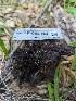  ( - HAY-F-002163)  @11 [ ] by-nc (2023) Stu Pickell Fungal Diversity Survey