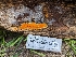  ( - HAY-F-002158)  @11 [ ] by-nc (2023) Stu Pickell Fungal Diversity Survey