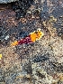  ( - HAY-F-002158)  @11 [ ] by-nc (2023) Stu Pickell Fungal Diversity Survey