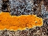  ( - HAY-F-002158)  @11 [ ] by-nc (2023) Stu Pickell Fungal Diversity Survey