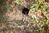  ( - HAY-F-003760)  @11 [ ] by-nc (2023) Dean Lyons Fungal Diversity Survey