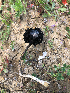  ( - HAY-F-003760)  @11 [ ] by-nc (2023) Dean Lyons Fungal Diversity Survey