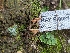  (Rickenellaceae - HAY-F-002153)  @11 [ ] by-nc (2023) Stu Pickell Fungal Diversity Survey