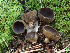  (Helvella sp. CA14 - HAY-F-003670)  @11 [ ] by-nc (2023) Dean Lyons Fungal Diversity Survey