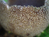  ( - HAY-F-003670)  @11 [ ] by-nc (2023) Dean Lyons Fungal Diversity Survey