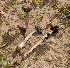  ( - HAY-F-002805)  @11 [ ] by-nc (2023) Damon Tighe Fungal Diversity Survey