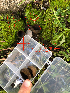  ( - HAY-F-003670)  @11 [ ] by-nc (2023) Dean Lyons Fungal Diversity Survey